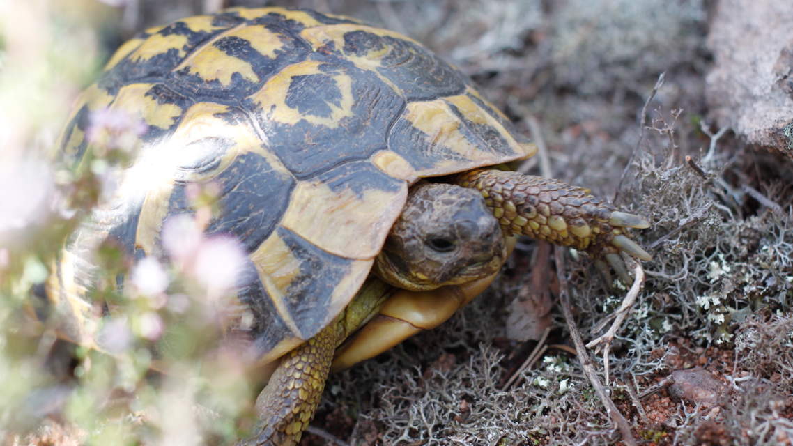 Tortue d'Hermann