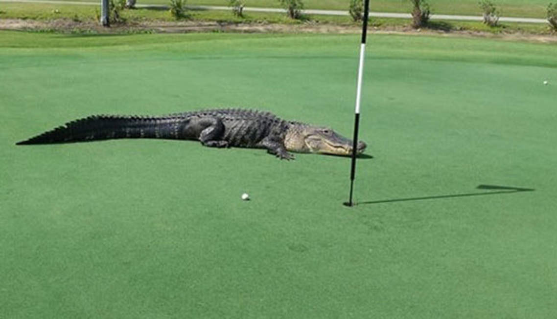 Golf crocodile sur un green 